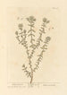 Polé Berge - Elizabeth Blackwell — Ansicht des Kunstwerks