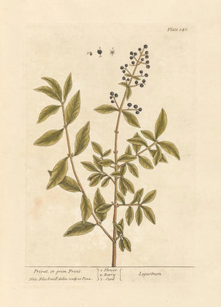 Elizabeth Blackwell - Privet or prim print.webp
