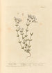 Lin purgatif - Elizabeth Blackwell — Ansicht des Kunstwerks