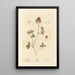 Purpur-Klee - Elizabeth Blackwell — gerahmtes Bild an der Wand