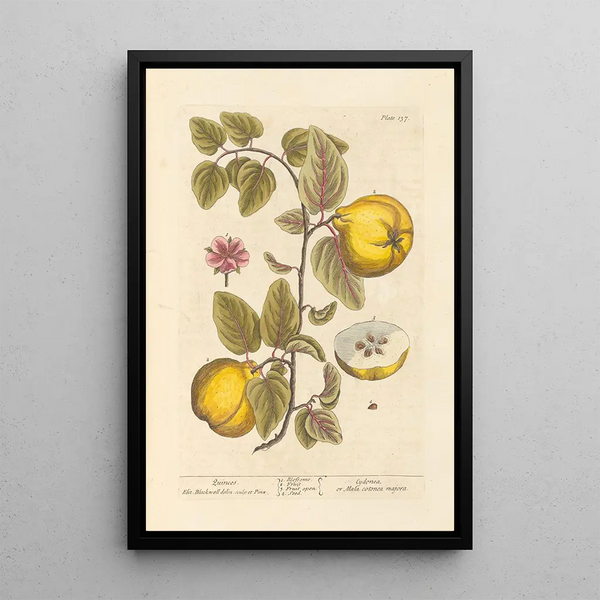 Coings - Elizabeth Blackwell — gerahmtes Bild an der Wand