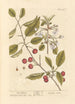 Kirsche rot - Elizabeth Blackwell — Ansicht des Kunstwerks
