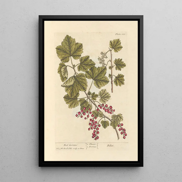 Johannisbeeren rot - Elizabeth Blackwell — gerahmtes Bild an der Wand
