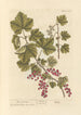 Johannisbeeren rot - Elizabeth Blackwell — Ansicht des Kunstwerks