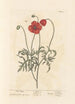 Mohnblumen - Elizabeth Blackwell — Ansicht des Kunstwerks