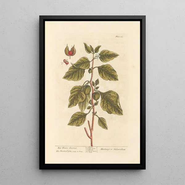 Cerises d'hiver rouges - Elizabeth Blackwell — gerahmtes Bild an der Wand