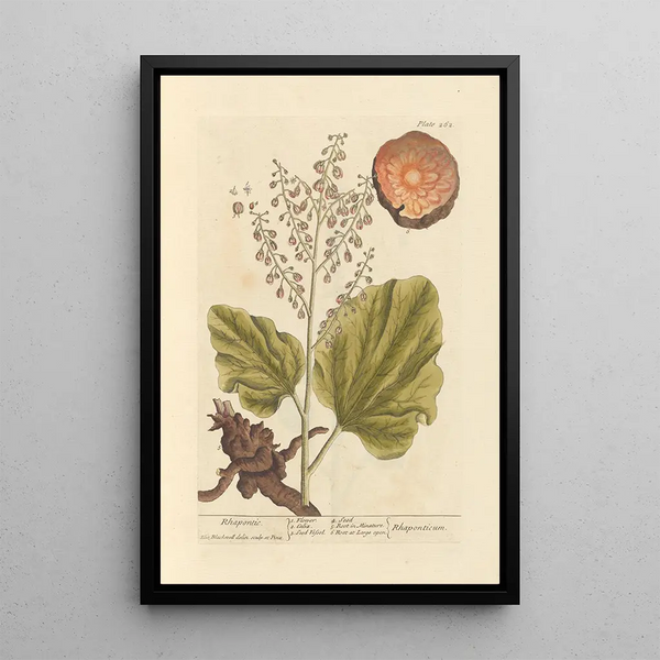 Rhapontic - Elizabeth Blackwell — gerahmtes Bild an der Wand