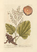 Rhapontic - Elizabeth Blackwell — Ansicht des Kunstwerks