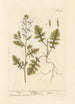 Roquette - Elizabeth Blackwell — Ansicht des Kunstwerks