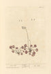 Rosa solis - Elizabeth Blackwell — Ansicht des Kunstwerks