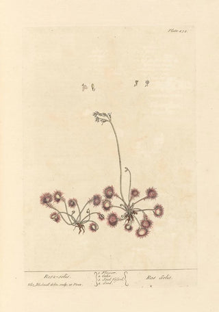 Elizabeth Blackwell - Rosa solis.webp