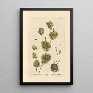 Elizabeth Blackwell - Round birthwort.webp