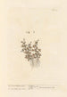 Rueleaved Whitlon Grass - Elizabeth Blackwell — Ansicht des Kunstwerks