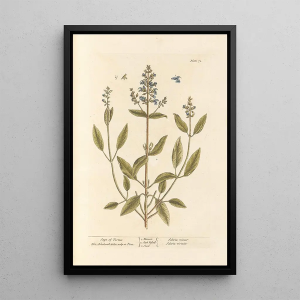 Sauge de vertu - Elizabeth Blackwell — gerahmtes Bild an der Wand