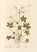 Sanicle Selfheal - Elizabeth Blackwell — Ansicht des Kunstwerks