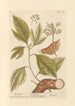 Sassafras - Elizabeth Blackwell — Ansicht des Kunstwerks