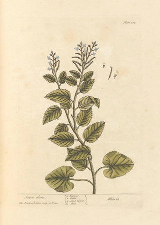 Elizabeth Blackwell - Sauce alone.webp