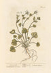 Herbe à scorbut - Elizabeth Blackwell — Ansicht des Kunstwerks