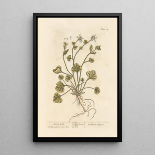 Elizabeth Blackwell - Scurvy grass.webp