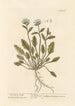 Herbe à scorbut de mer - Elizabeth Blackwell — Ansicht des Kunstwerks