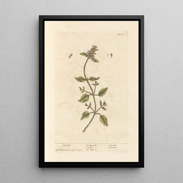 Guérit-tout - Elizabeth Blackwell — gerahmtes Bild an der Wand