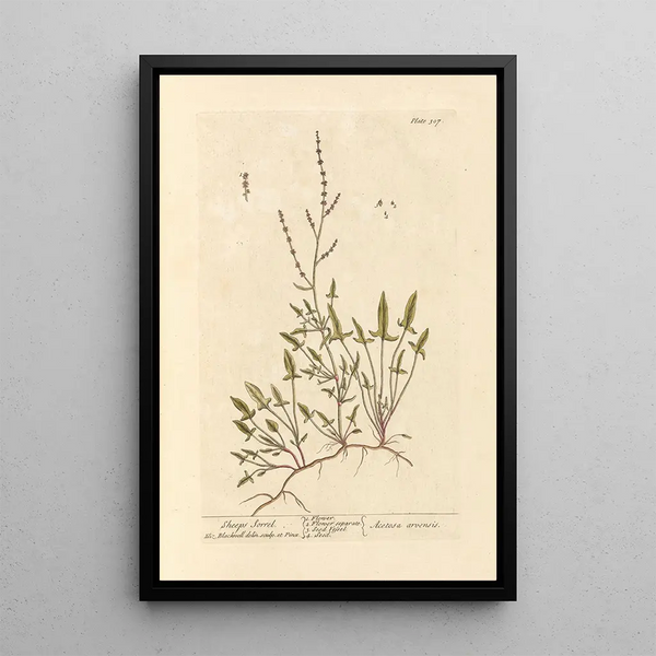 Oseille der Schafe - Elizabeth Blackwell — gerahmtes Bild an der Wand