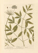 Berg der Siler - Elizabeth Blackwell — Ansicht des Kunstwerks