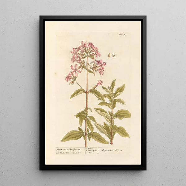 Saponaria oder Seifenkräuter - Elizabeth Blackwell — gerahmtes Bild an der Wand