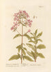 Saponaria oder Seifenkräuter - Elizabeth Blackwell — Ansicht des Kunstwerks