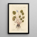 Cyclamen - Elizabeth Blackwell — gerahmtes Bild an der Wand