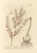 Spargel - Elizabeth Blackwell — Ansicht des Kunstwerks