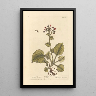 Elizabeth Blackwell - Spotted lungwort.webp