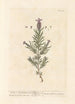 Lavendel Stächade oder Französischer Lavendel - Elizabeth Blackwell — Ansicht des Kunstwerks