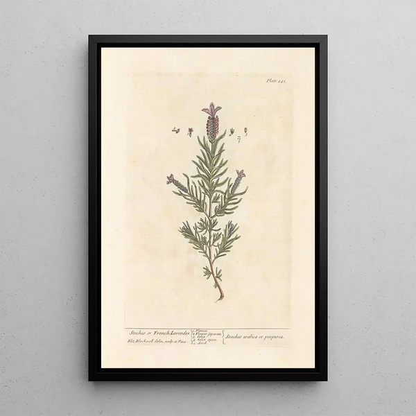 Lavendel Stächade oder Französischer Lavendel - Elizabeth Blackwell — gerahmtes Bild an der Wand