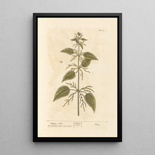 Elizabeth Blackwell - Stinging nettle.webp