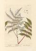 Sumac - Elizabeth Blackwell — Ansicht des Kunstwerks