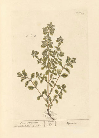 Elizabeth Blackwell - Sweet marjoram.webp