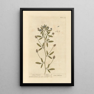 Elizabeth Blackwell - Sweet trefoil.webp