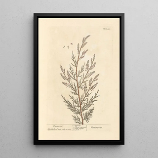 Elizabeth Blackwell - Tamarisk.webp