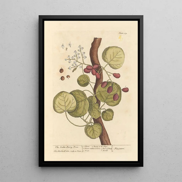 L'arbre à baies d'Inde - Elizabeth Blackwell — gerahmtes Bild an der Wand