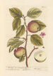 Der Apfelbaum oder Birnbaum - Elizabeth Blackwell — Ansicht des Kunstwerks