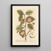 Der Apfelbaum oder Birnbaum - Elizabeth Blackwell — gerahmtes Bild an der Wand