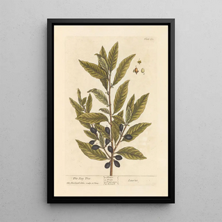 Elizabeth Blackwell - The bay tree.webp
