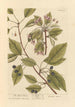 Der Kirschbaum - Elizabeth Blackwell — Ansicht des Kunstwerks