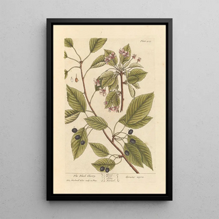 Elizabeth Blackwell - The black cherry.webp