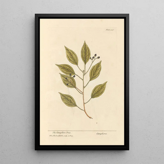 Elizabeth Blackwell - The camphire tree.webp