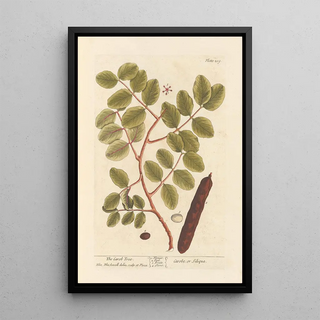 Elizabeth Blackwell - The carob tree.webp