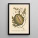 Der Citrullus oder Wassermelone - Elizabeth Blackwell — gerahmtes Bild an der Wand