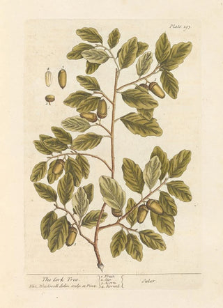 Elizabeth Blackwell - The cork tree.webp