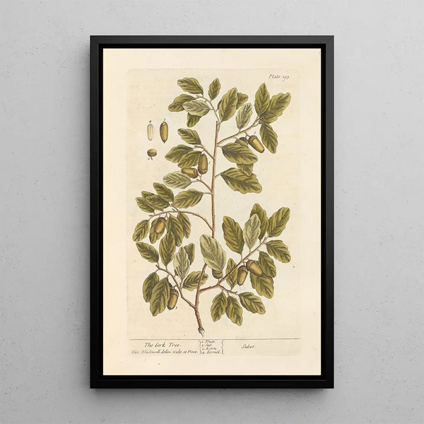 Der Korkeiche - Elizabeth Blackwell — gerahmtes Bild an der Wand